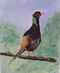 Pheasant - Acrylic